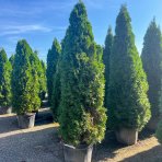 Tuja západná (Thuja occidentalis) ´SMARAGD´ - výška 230-250 cm, kont. C70L